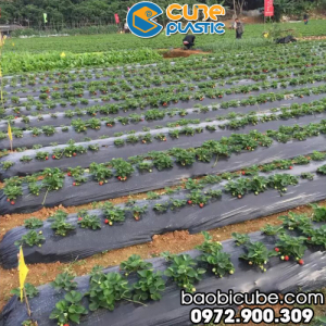 MÀNG PHỦ NÔNG NGHIỆP